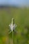 Plantago flower in nature close up on a field