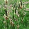 Plantago lanceolata