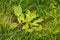 Plantago lanceolata. Family Plantaginaceae. Plantain flowering plant with green leaf