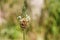 Plantago lanceolata flower Ribwort, Piantaggine, with bokeh effect, Valconca, Emilia Romagna, Italy.