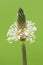 Plantago lanceolata on green background_Plantain plant