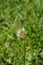Plantago Lanceolata, Ribwort, English, Buckhorn or Narrowleaf Plantain flower macro with bokeh background
