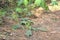 Plantago major amongst the light-brown pine needles. Dried stem