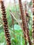 Plantago major, broadleaf plantain plant dry flower stems with seeds capsules