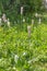Plantago major flowers for sustainable garden, biodiversity and herbal tea