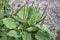 Plantago major plants