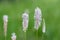 Plantago media, hoary plantain inflorescence