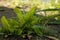 Plantain bush, medicinal plant used in homeopathy as antioxidant, weak antibiotic. Alternative medicine and herbalism concept