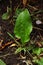 plantain bush in open ground. blooming plantain in the stones.