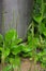 plantain bush in open ground. blooming plantain in the stones.