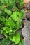 plantain bush in open ground. blooming plantain in the stones.