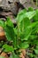 plantain bush in open ground. blooming plantain in the stones.