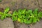 plantain bush in open ground. blooming plantain in the stones.