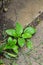 plantain bush in open ground. blooming plantain in the stones.