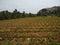 Plantain farming in Kanyakumari district Tamil Nadu