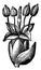 Plantain Flower and Bract vintage illustration