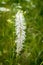 Plantain flower on a green meadow background. Vertical picture