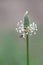 Plantain Flower Head