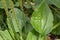 Plantain flowering plant with green leaf. Plantago major broadleaf plantain