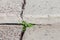 Plantain growing out of a crack in concrete steps