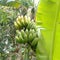 plantain on Indonesian plantation land