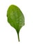 Plantain leaf isolated on white background