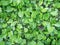 Plantain leaf texture view, green grass healing herb