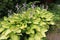 Plantain lilies with lilac flowers