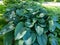 Plantain Lily (Hosta) \\\'Empress Wu\\\'