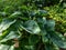 Plantain Lily (Hosta) \\\'Empress Wu\\\' forms impressive, upright mound of thick, veined leaves