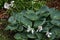 Plantain lily Hosta flowers