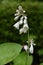 Plantain lily Hosta flowers