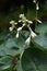 Plantain lily Hosta flowers