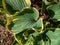 Plantain lily (Hosta fluctuans) \\\'Sagae\\\' growing in garden with large, oval, frosted blue-green leaves