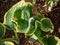 Plantain lily (Hosta fluctuans) \\\'Sagae\\\' growing in garden with wavy, widely oval, frosted blue-green leaves