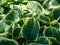 Plantain lily (Hosta fluctuans) \\\'Sagae\\\' with large, thick, wavy, widely oval, frosted blue-green leaves