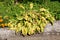 Plantain lily or Hosta foliage plant with partially shriveled and dried ribbed leaves growing in form of small bush next to