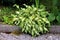 Plantain lily or Hosta foliage plant planted next to gravel sidewalk in shape of small bush with ribbed light green to white