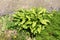 Plantain lily or Hosta foliage plant in shape of small bush with large ribbed light green leaves planted in local urban garden