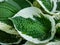 Plantain lily (hosta) \\\'Patriot\\\' with large, ovate, green leaves adorned with irregular ivory margins growing