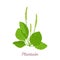 Plantain plant isolated. Vector illustration.
