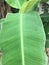 Plantain plant  Water drop natural