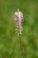 Plantain or Plantago herbaceous plant with single stalk full of numerous tiny light pink and white wind pollinated flowers in