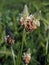 The plantain (Plantago lanceolata)