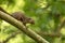 The plantain squirrel, Callosciurus notatus, sitting on a branch with green natural background. Sungei Buloh, Singapore.