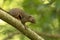 The plantain squirrel, Callosciurus notatus, sitting on a branch with green natural background. Sungei Buloh, Singapore.