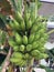 Plantains bananas going on a tree