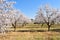 plantation of almond trees plenty of white flowers in a spring day with a blue sky