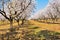 plantation of almond trees plenty of white flowers in a spring day with a blue sky