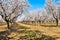 plantation of almond trees plenty of white flowers in a spring day with a blue sky